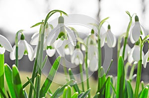 Sunlit beautiful blossom of snowdrops or galanthus on Alps glade