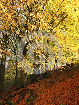 Sunlit beech forest in autumn with glowing golden leaves