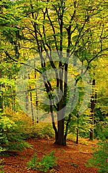 Sunlit beech forest