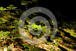 Sunlit beech tree branch