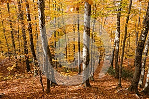 Sunlit Beech Tree Forest in the Fall