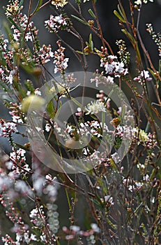 Sunlit biodiverse Australian native heath in flower in late winter to spring in Sydney region, NSW