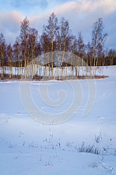 Sunlit birch grove and forest in the distance