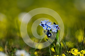 Sunlit blue spring flower