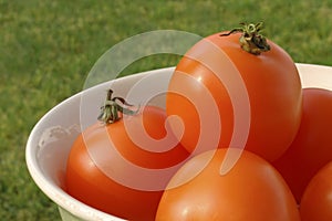 Sunlit bowl of orange low-acid tomatoes