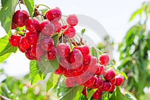 Sunlit branch of cherry berry tree