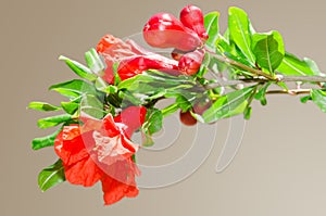 Sunlit branch with spring red pomegranate blossom