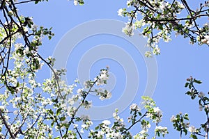 Sunlit branches of a blossoming apple tree in an old garden against a clear blue sky.