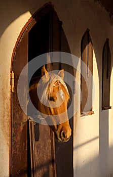 Sunlit Brown Horse in the Stable Looking Out of the Window