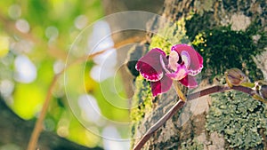 Sunlit Burgundy Colored Orchid