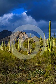 Sunlit Cacti on a Stormy Day