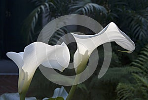 Sunlit calla lilies photo