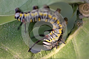 Sunlit Caterpillar for plain tiger buttterfly feeding on plant