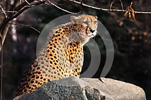 Sunlit cheetah with bright orange hair sits on a stone, dark background