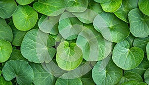 Sunlit chlorophyll patterns on emerald leaves showcase nature growth and eco-friendliness, an organic background, perfect for photo