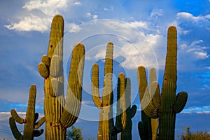 Sunlit Cluster of Saguaro Cacti Against a Cloudy Blue Sky