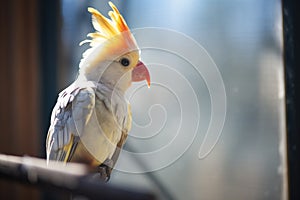 sunlit cockatiel with shadow on aviary wall