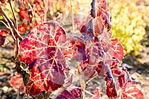 Sunlit colored vineyard