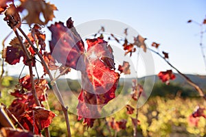 Sunlit colored vineyard