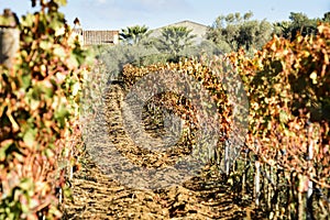 Sunlit colored vineyard