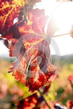 Sunlit colored vineyard