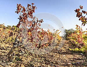 Sunlit colored vineyard