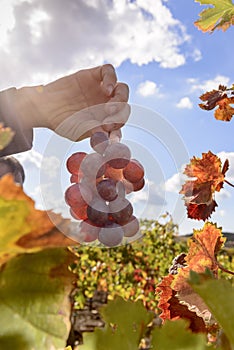 Sunlit colored vineyard