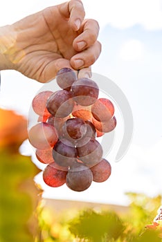 Sunlit colored vineyard