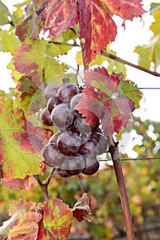 Sunlit colored vineyard