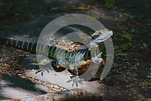 Sunlit colorful lizard, the Australian water dragon, in the forest in the Blue Mountains in Katoomba, New South Wales, Australia