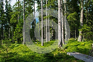 Sunlit Conifer Forest in Austria