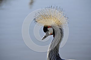 Sunlit crane