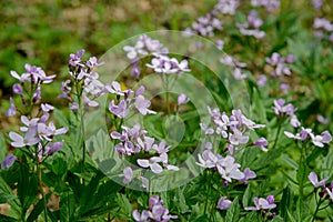 Sunlit Cuckooflowers - springtime