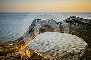 Sunlit curved tree trunk against the sea at sunset in summer.