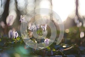 Sunlit cyclamen flowerbed with bokeh