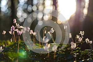 Sunlit cyclamens on forest background with spiderweb