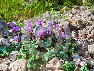 Sunlit cyclamens growing on a stone