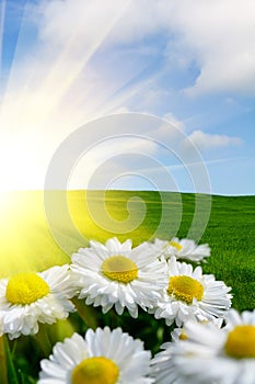 Sunlit Daisies photo