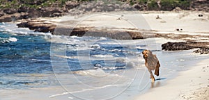 Sunlit Dash: Wet Dog on Playa del Garagol\'s Shore