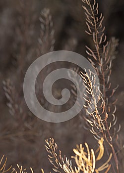 Sunlit desert shrubs against a blurred brush background