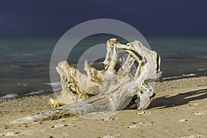 Sunlit driftwood on golden beach sand in front of stormy dark bl