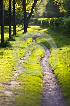 Sunlit and ethereal path