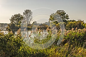 Sunlit Feathery Grasses