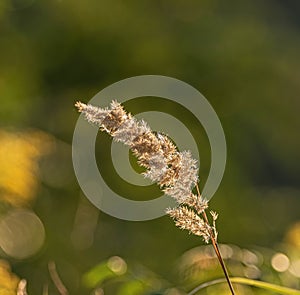 Sunlit Feathery Seed Head