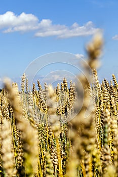 sunlit field