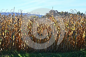 Sunlit Field Corn