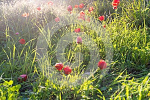 Sunlit Field of Red Poppies on a Bright Spring Day.