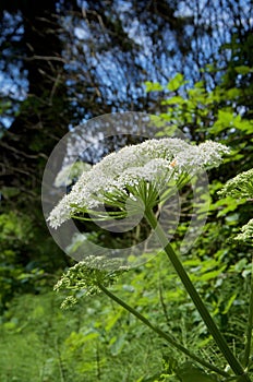 Sunlit flower umbel of cow parsnip growing in a clearing near Sombrio Beach photo