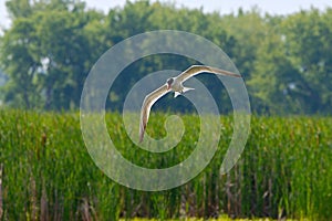 Sunlit Flying Common Tern