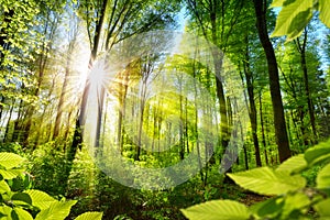 Sunlit foliage in the forest